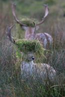 Rutting_Fallow_Deer